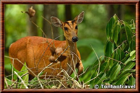 Cerf aboyeur du Nord (Muntiacus muntjak vaginalis)