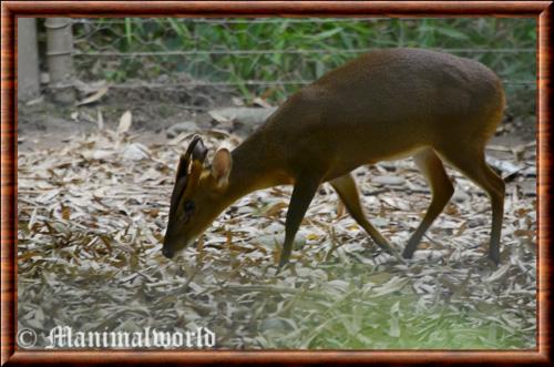 Muntjac de Chine