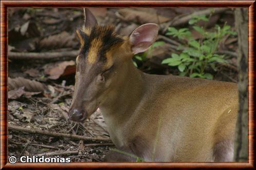 Muntjac de Fea gros plan