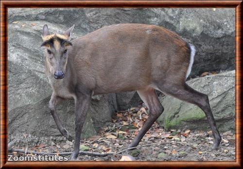 Muntjac de Fea (Muntiacus feae)