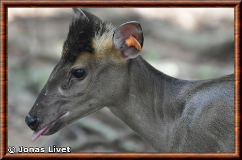 Muntjac de Fea portrait