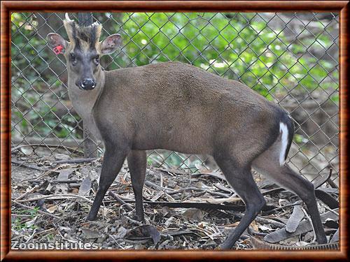 Muntjac de Fea zoo de Chonburi