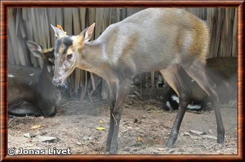 Muntjac de Fea zoo de Dusit