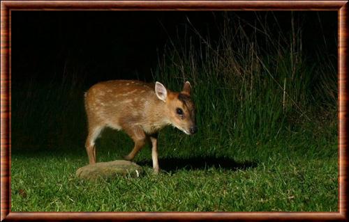 Muntjac de Putao (Muntiacus putaoensis)