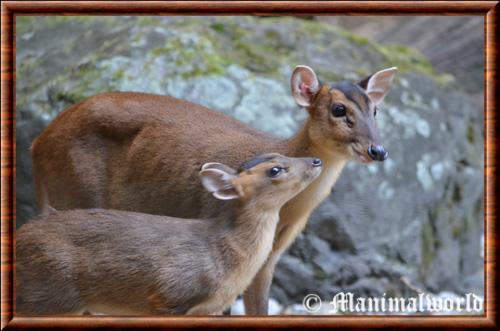 Muntjac de Reeves femelle et son faon