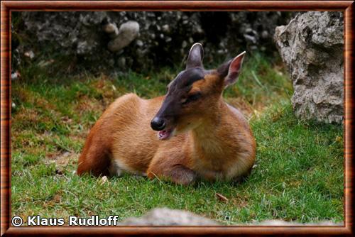 Muntjac de reeves femelle zoo de Augsburg Klaus Rudloff