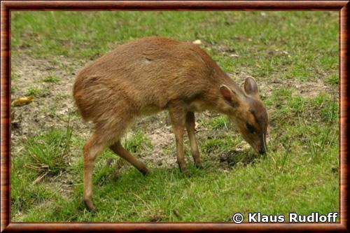 Muntjac de reeves juvenile zoo de Cottbus Klaus Rudloff