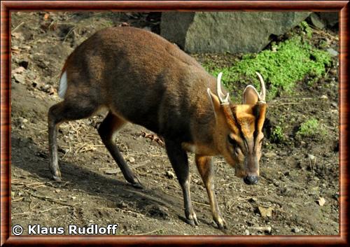 Muntjac de reeves male zoo de Hannovre Klaus Rudloff