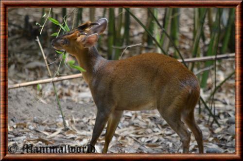 Muntjac de Reeves (Muntiacus reevesi)