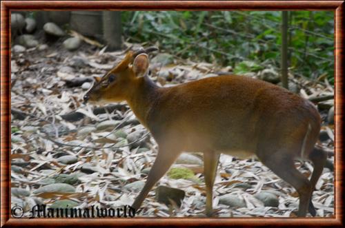 Muntjac de Reeves zoo de Mulhouse