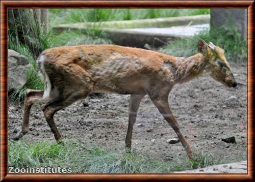 Muntjac du Gongshan (Muntiacus gongshanensis)