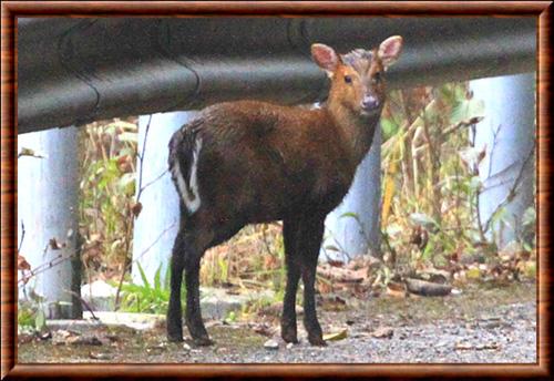 Muntjac du Gongshan province du Yunnan