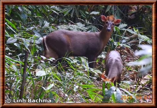 Muntjac du Truong Son (Muntiacus truongsonensis)