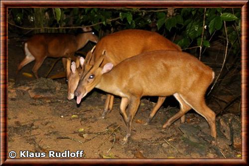 Muntjac jaune de Borneo male Night Safari Singapour