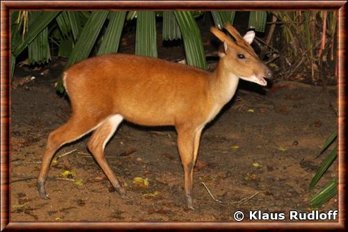 Muntjac jaune de Borneo (Muntiacus atherodes)