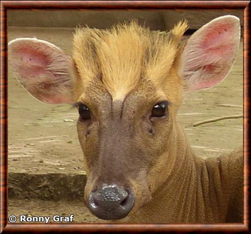 Muntjac noir gros plan