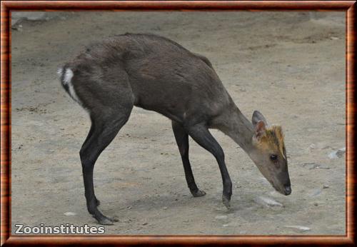 Muntjac noir (Muntiacus crinifrons)