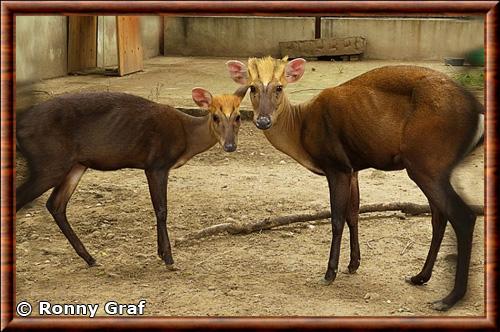 Muntjac noir zoo de Beijing