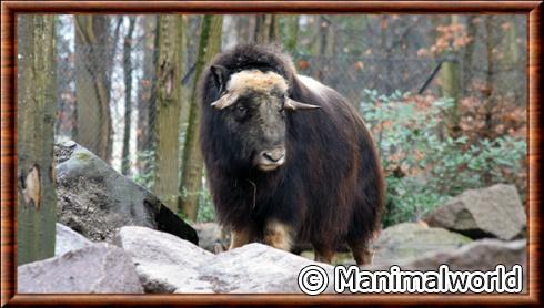 Muskox