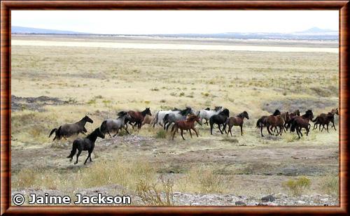 Mustang sauvage