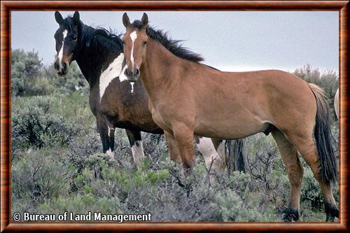 Mustang