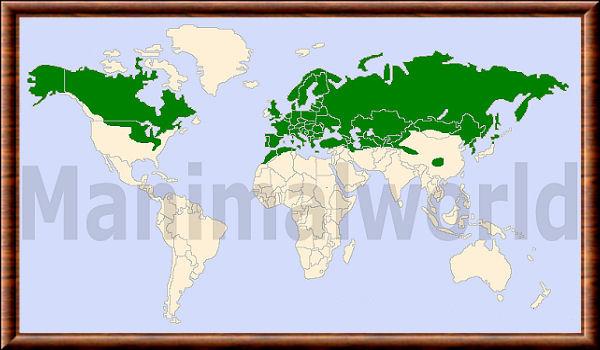 Mustela nivalis distribution