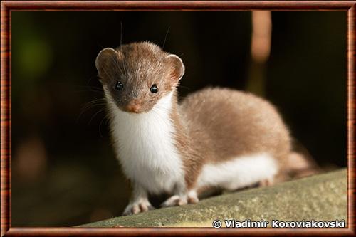 Mustela nivalis