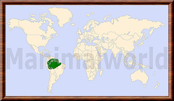 Mustela africana 01