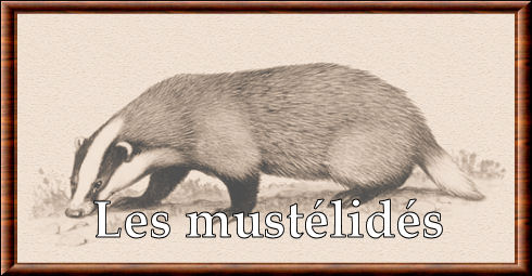 Mustelidae