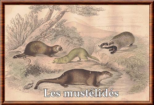 Les mustélidés : des « nuisibles » indispensables à la nature - Animal Cross