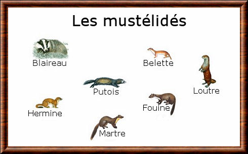 Mustelidae 02