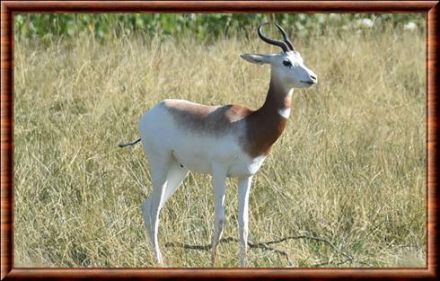 Gazelle Addra (Nanger dama ruficolis)