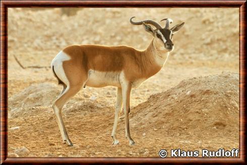 Gazelle de Soemmerring de Somalie Nanger soemmerringii berberana