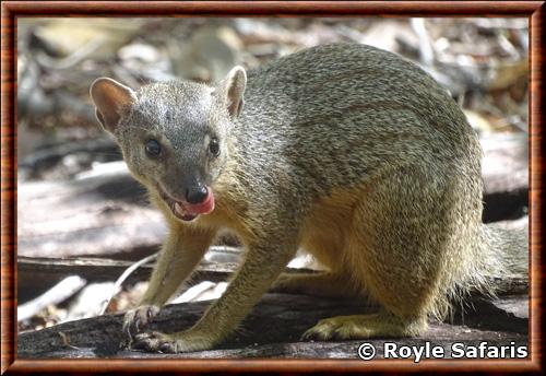 Narrow-striped mongoose mungotictis decemlineata