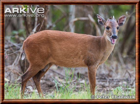 Natal red duiker