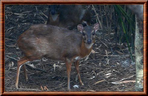 Neotragus pygmaeus