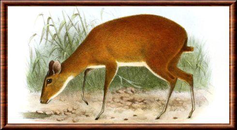 Nesotragus Batesi