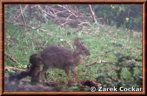 Suni de Kirchenpauer (Nesotragus moschatus kirchenpaueri)