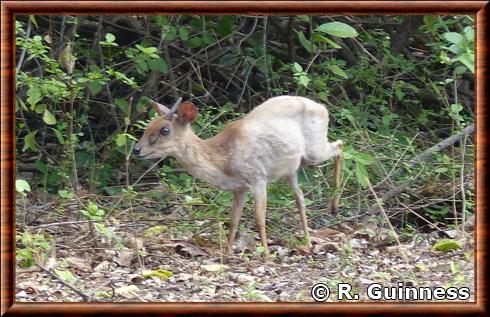 Suni de Livingstone (Nesotragus moschatus livingstonianus)