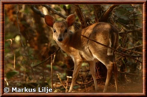 Nesotragus moschatus zuluensis