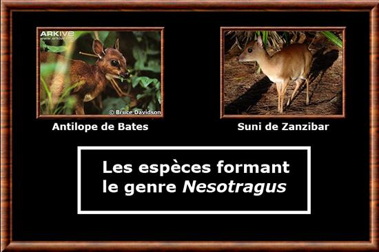 Nesotragus