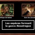 Nesotragus
