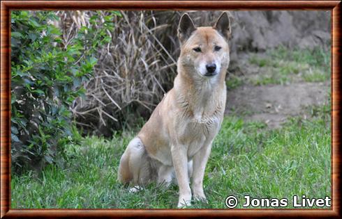 New Guinea singing dog