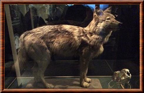Newfoundland wolf