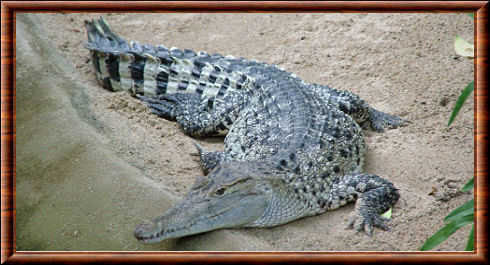 New Guinea Crocodile