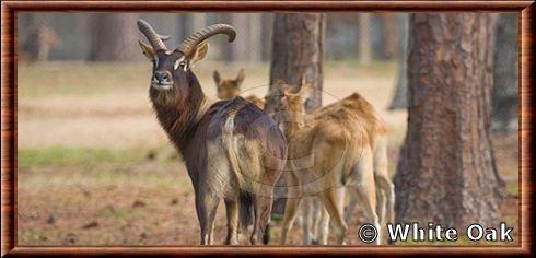 Nile lechwe