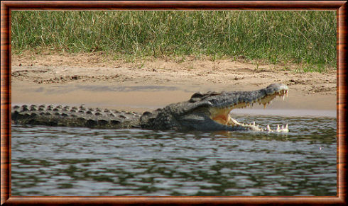 Nile crocodile