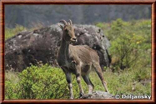 Nilgiri Tahr Nilgiri Tahr