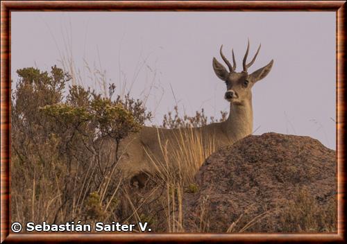 North Andean deer (Hippocamelus antisensis)