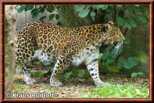 North Chinese leopard